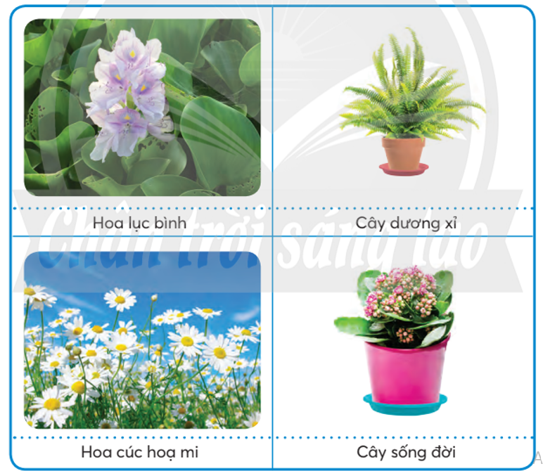 Em hãy xác định loại hoa, cây cảnh dựa vào lợi ích được mô tả trong các thẻ và hình ảnh minh họa dưới đây (ảnh 1)