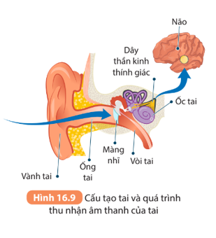 Đọc thông tin và quan sát Hình 16.9, thực hiện các yêu cầu sau:   2. Giải thích vai trò của vòi tai trong cân bằng áp suất không khí giữa tai và khoang miệng.     (ảnh 2)