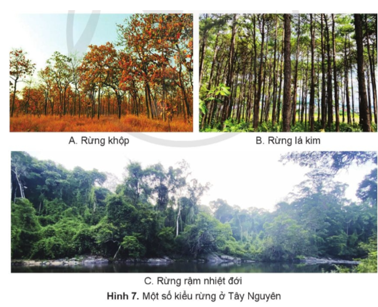 Đọc thông tin và quan sát hình 7, em hãy: • Kể tên một số kiểu rừng ở vùng Tây Nguyên. • Trình bày đặc điểm rừng ở vùng Tây Nguyên. (ảnh 1)