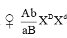 Tính trạng thân xám (A), cánh dài (B) ở ruồi giấm là trội hoàn toàn so với thân đen (a), cánh cụt (b); 2 gen quy định tính trạng trên cùng nằm trên (ảnh 1)