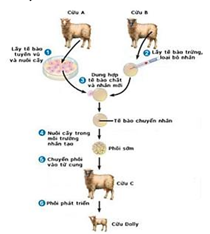 Thứ tự đúng trong quy trình công nghệ nhân bản cừu Đoly.  1. Tách tế bào trứng của cừu số 1 và loại bỏ nhân của tế bào trứng này. (ảnh 1)