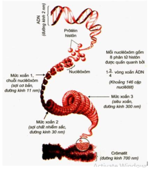 Cấu trúc của một nucleoxom gồm  A. một đoạn phân tử ADN quấn 11/4 vòng quanh khối cầu gồm 8 phân tử histon (ảnh 1)