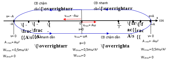 Một chất điểm dao động điều hoà trên trục Ox. Khi đi từ vị trí biên về vị trí cân bằng (ảnh 1)