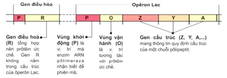 Trong cơ chế điều hoà hoạt động của opêron Lac ở vi khuẩn E. coli, vùng vận hành (O) là (ảnh 1)