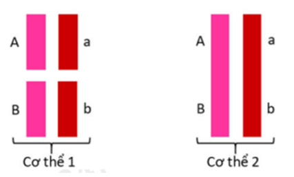 Hình sau mô tả 2 cặp gen A, a và B, b nằm trên NST thường của 2 cơ thể khác nhau. Phát biểu nào sau đây không đúng? (ảnh 1)