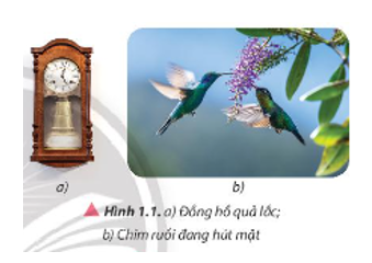 Sự dao động của các vật diễn ra phổ biến trong cuộc sống hằng ngày như: dao động của quả lắc đồng hồ (Hình 1.1a), dao động của cánh chim ruồi để giữ cho cơ thể bay tại chỗ trong không trung khi hút mật (Hình 1.1b). Vậy dao động có đặc điểm gì và được mô tả như thế nào?   (ảnh 1)