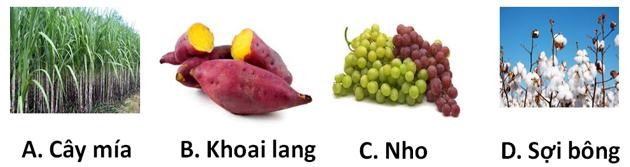 Cho hình ảnh về các loại thực vật sau:   Thứ tự các loại cacbohiđrat có chứa nhiều trong hình A, B, C, D lần lượt là A. Mantozơ, tinh bột, frutozơ, xenlulozơ. B. Saccarozơ, tinh bột, glucozơ, xenlulozơ. B. Saccarozơ, tinh bột, frutozơ, xenlulozơ. D. Mantozơ, xenlulozơ, glucozơ, tinh bột. (ảnh 1)