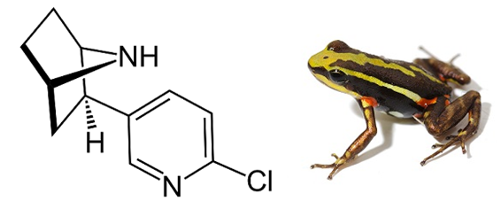 Epibatidine, một loại dầu không màu được phân lập từ da của loài ếch mũi tên độc Equadorian Epipedobates ba màu. Đây là hợp chất có tác dụng giảm đau gấp vài lần morphine, nhưng lại không gây nghiện. Cấu trúc hóa học của epibatidine mô tả như hình dưới:   Công thức phân tử của Epibatadine là A. C11H13N3Cl.	B. C11H13N3Cl2.	C. C11H13NCl.	D. C11H13N2Cl. (ảnh 1)