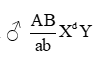 Tính trạng thân xám (A), cánh dài (B) ở ruồi giấm là trội hoàn toàn so với thân đen (a), cánh cụt (b); 2 gen quy định tính trạng trên cùng nằm trên (ảnh 2)