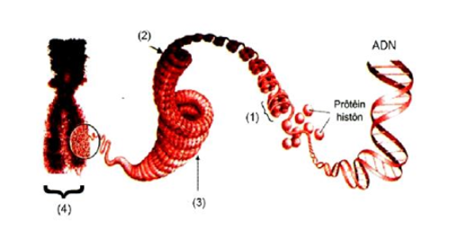 Ở tế bào nhân thực, nhiễm sắc thể được cấu trúc bởi hai thành phần chính là A. ADN và ARN. 	 (ảnh 1)