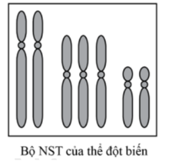 Hình vẽ dưới đây mô tả bộ NST trong một tế bào sinh dưỡng của một thể đột biến. Đây là dạng đột biến thể: (ảnh 1)