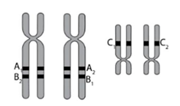 Hình vẽ sau mô tả 2 cặp NST thường đã nhân đôi trong giảm phân. Các alen của 3 gen A, B và C được kí hiệu bên dưới: (ảnh 1)