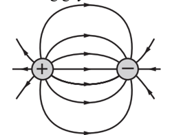Một điện tích dương và một điện tích âm bằng nhau về độ lớn đặt cạnh nhau. Hình vẽ nào sau đây biểu diễn đúng hình dạng đường sức của điện trường gây bởi hai điện tích này? (ảnh 2)