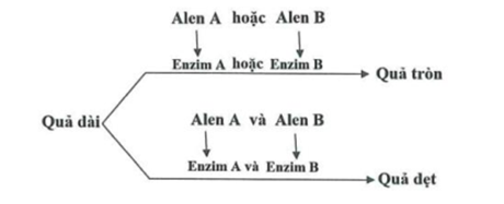 Ở bí ngô, tính trạng hình dạng quả do hai căp gen A, a và B, b phân li độc lập cùng quy định theo sơ đồ chuyển hóa sau: (ảnh 1)