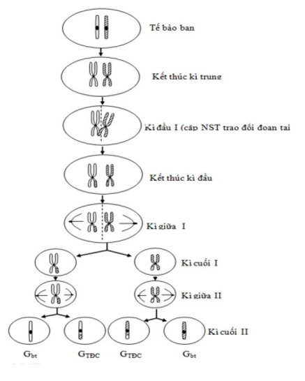 Trong trường hợp xảy ra rối loạn phân bào giảm phân I, các loại giao tử được tạo ra từ cơ thể mang kiểu gen XY là (ảnh 1)