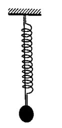 Một lò xo và một sợi dây đàn hồi nhẹ có cùng chiều dài tự nhiên được treo thẳng đứng vào cùng (ảnh 1)