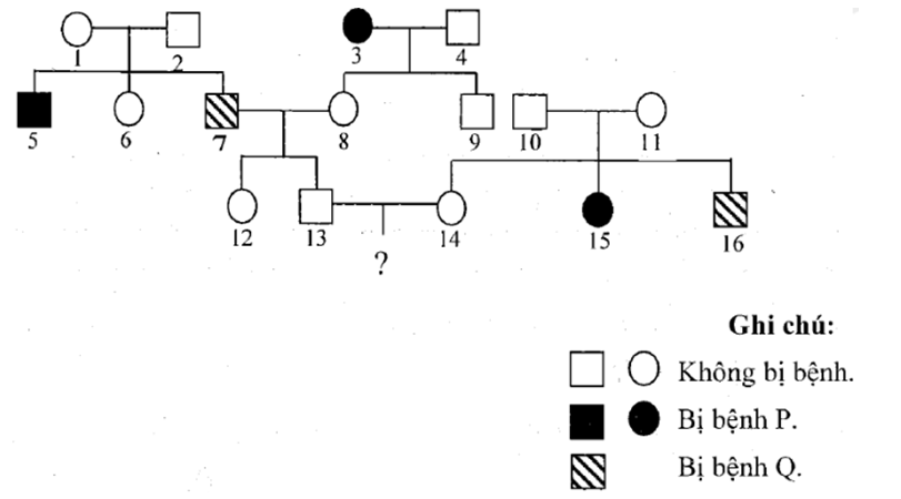 Cho sơ đồ phả hệ dưới đây mô tả 2 bệnh di truyền ở người, trong đó bệnh P, Q đều do 2 gen lặn nằm trên 2 cặp NST (ảnh 1)