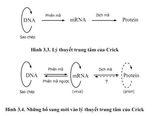 Thông tin di truyền trong ADN được biểu hiện thành tính trạng trong đời sống cá thể nhờ A. nhân đôi ADN và phiên mã.  (ảnh 1)