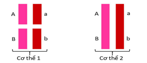 Hình sau mô tả 2 cặp gen A, a và B, b nằm trên NST thường của 2 cơ thể khác nhau. Phát biểu nào sau đây không đúng? (ảnh 1)