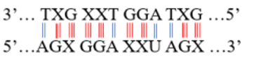 Một đoạn mạch gốc của gen có trình tự các nuclêôtit 3’… TXG XXT GGA TXG …5’.  Trình tự các nuclêôtit trên đoạn mARN tương ứng được tổng hợp từ gen này là:  (ảnh 1)