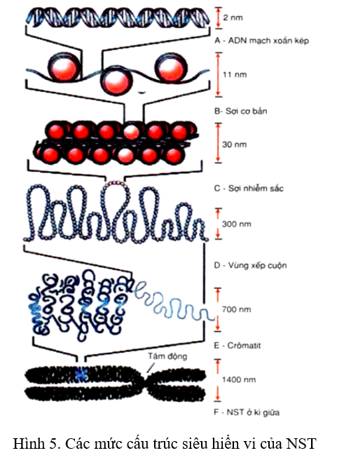 Trong cấu trúc siêu hiển vi của nhiễm sắc thể (NST), khi NST ở trạng thái ống siêu xoắn (xoắn mức 3) có đường kính (ảnh 1)