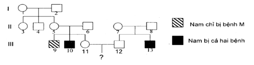 Ở người, bệnh M và N là hai bệnh do đột biến gen lặn nằm ở vùng không tương đồng của nhiễm sắc thể giới tính X quy định, (ảnh 1)