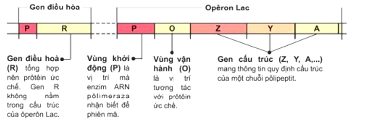 Phát biểu nào sau đây về mô hình điều hòa hoạt động của Operon Lac ở E.Coli sai?     A. Gen điều hòa (R) không nằm trong thành phần cấu tạo của Operon Lac.  (ảnh 1)