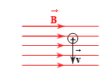 Một điện tích dương bay vào trong vùng từ trường đều (như hình vẽ).   Lực Lorenxơ có chiều: A. từ trong ra ngoài.	B. từ ngoài vào trong.	 (ảnh 1)
