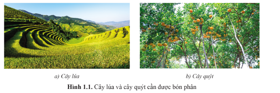 Cây lương thực hay cây ăn quả đều cần được bón phân để tăng năng suất và chất lượng. Em hãy kể tên một số loại phân bón được sử dụng phổ biến ở Việt Nam. (ảnh 1)