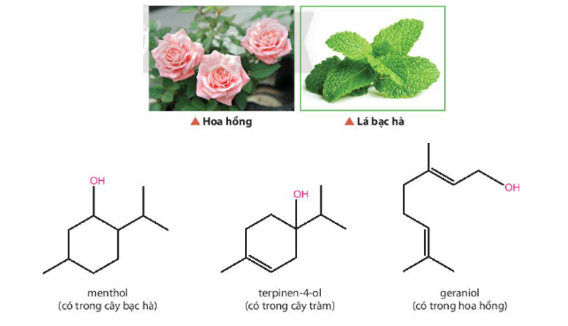 Một số loài thực vật như tràm, bạc hà, hoa hồng, … thường có mùi thơm dễ chịu và đặc trưng (ảnh 1)