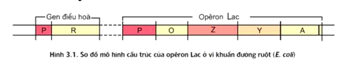 Trong mô hình hoạt động của opêron Lac ở vi khuẩn đường ruột, gen điều hòa (gen R) và opêron Lac đều có thành phần nào sau đây?  (ảnh 1)