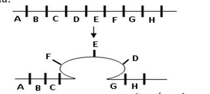 Quan sát hình vẽ sau    Cho biết, các chữ cái in hoa kí hiệu cho các gen trên nhiễm sắc thể. Hình vẽ trên minh họa cho cơ chế phát sinh dạng đột biến cấu trúc nhiễm sắc thể nào? (ảnh 1)