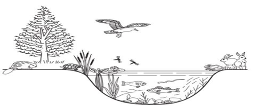 Hình bên mô tả nhiều loài động, thực vật cùng môi trường sống của chúng (ảnh 1)