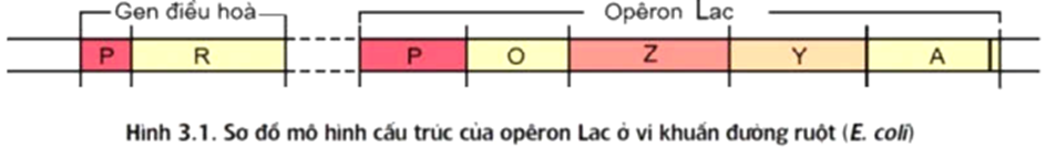 Trong cấu trúc của opêron, vùng nào sau đây có trình tự nuclêôtit đặc thù để enzim  (ảnh 1)