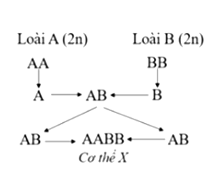 Hình bên mô tả cơ chế hình thành thể đột biến X từ hai loài lưỡng bội. Cơ thể X gọi là:   	A. Thể tứ bội 	B. Thể song nhị bội 	C. Thể dị bội 	D. Thể lưỡng bội. (ảnh 1)