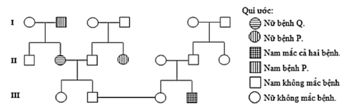 Phả hệ dưới đây mô phỏng sự di truyền của bệnh “P” và bệnh “Q” ở người. Hai bệnh này do hai alen lặn nằm trên hai cặp nhiễm sắc thể thường khác nhau gây ra. (ảnh 1)