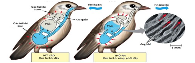 Quan sát hình dưới và cho biết, chim hô hấp hiệu quả hơn thú là do A. Tốc độ trao đổi khí ở phổi của chim nhanh (ảnh 1)