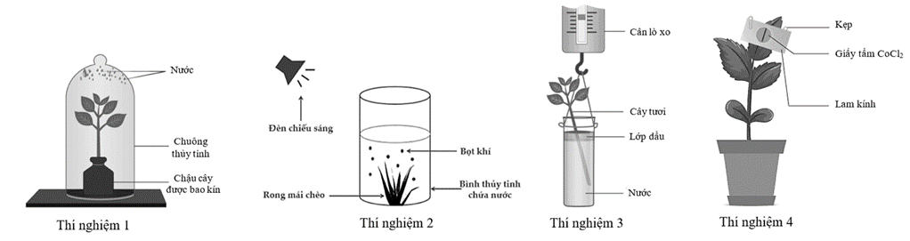Trong các thí nghiệm sau đây, thí nghiệm nào không chứng minh quá trình thoát hơi nước  (ảnh 1)