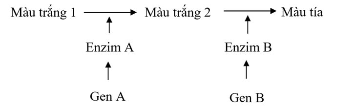 Ở ngô, sự tổng hợp sắc tố màu tía được qui định bởi 2 gen A và B tương tác theo sơ đồ hình bên. Một đột biến vô nghĩa là UAG xuất hiện ở các gen A và B tạo nên các alen tương ứng là a, b; c (ảnh 1)