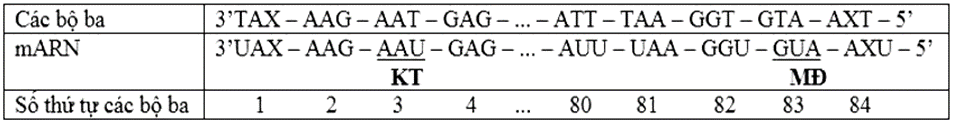 Biết trong đoạn mạch trên chỉ có một bộ ba mở đầu và một bộ ba kết thúc, bộ ba 5’UGG3 (ảnh 2)