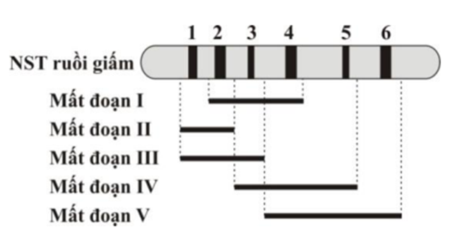 Hình A mô tả một đoạn NST từ tế bào tuyến nước bọt của ấu trùng ruồi giấm có 6  (ảnh 1)