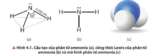 Quan sát Hình 4.1, mô tả cấu tạo của phân tử ammonia. Dự đoán tính tan (trong nước) và (ảnh 1)