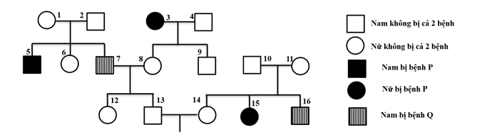 Sơ đồ phả hệ dưới đây mô tả 2 bệnh di truyền ở người, trong đó có một bệnh do gen nằm trên vùng không tương đồng của NST giới tính X quy định và mỗi bệnh đều do 1 gen có 2 alen quy định, alen trội là trội hoàn toàn. (ảnh 1)
