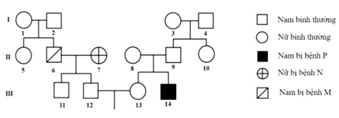 Phả hệ dưới đây mô tả sự di truyền của 3 bệnh M, N và P do 2 cặp gen A, a và B, b nằm trên 2 cặp nhiễm sắc thể thường quy định. Trong đó, kiểu gen có 2 loại alen trội quy định kiểu hình bình thường; (ảnh 1)