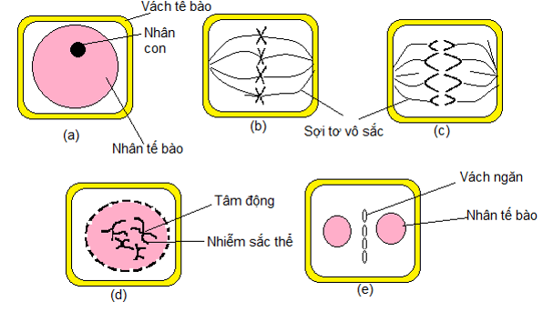 Khi quan sát quá trình phân bào của một tế bào sinh dưỡng ở một loài sinh vật, một học sinh đã vẽ lại sơ đồ sau :   Cho các phát biểu sau : (1) Bộ nhiễm sắc thể của loài này là 2n=8. (2) Ở giai đoạn b tế bào đang có 8 phân tử ADN thuộc 2 cặp nhiễm sắc thể. (3) Thứ tự các giai đoạn xảy ra là a, b, d, c, e. (4) Tế bào được quan sát là tế bào của một loài động vật. Số phát biểu đúng là: A. 3	B. 1	C. 4	D. 2 (ảnh 1)