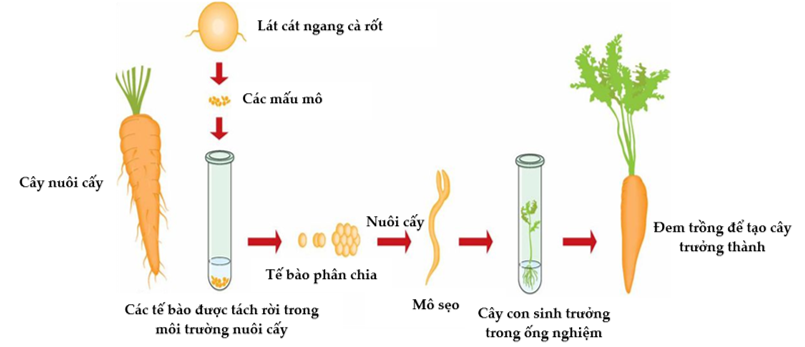 Hình ảnh bên dưới thể hiện phương pháp nào trong những phương pháp chọn, tạo giống thực vật:   A. Nuôi cấy hạt phấn.	B. Nuôi cấy mô.	C. Cấy truyền phôi.	D. Lai tế bào trần. (ảnh 1)