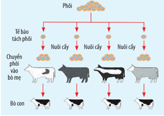 Nhận xét nào sai về hình trên A. Các con bò con sinh ra đều mang những tính trạng (ảnh 1)