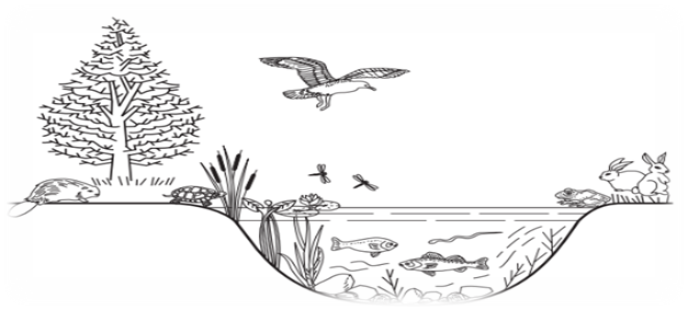 Hình vẽ dưới đây mô tả môi trường sống của nhiều loài sinh vật. Có bao nhiêu phát  (ảnh 1)