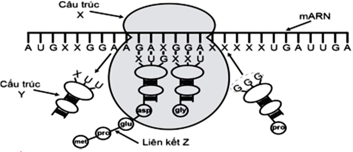 Hình vẽ dưới đây mô tả quá trình tổng hợp 1 chuỗi polipeptit trong tế bào của một loài sinh vật. Trong số các nhận xét được cho dưới đây, có bao nhiêu nhận xét đúng?     I. Cấu trúc X được tạo thành từ rARN và protein.  II.Cấu trúc Y đóng vai trò như “một người phiên dịch” tham gia vào quá trình dịch mã.  III.Liên kết Z là liên kết hidro.  IV.mARN mã hóa cho chuỗi polipeptit gồm 8 axit amin.  V.Các côđôn XXG và GGG đều mã hóa cho axit amin Pro.  A. 2. 	B. 3. 	C. 1. 	D. 4. (ảnh 1)