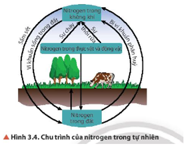 Quan sát Hình 3.4, cho biết con người có thể can thiệp vào chu trình của nitrogen trong (ảnh 1)